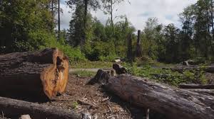 How Our Tree Care Process Works  in  Homewood, AL