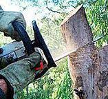 How Our Tree Care Process Works  in  Homewood, AL