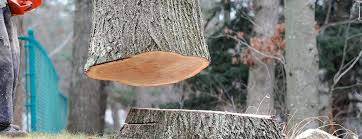 Reliable Homewood, AL Tree Services Solutions