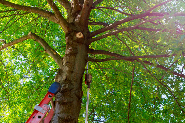 Best Fruit Tree Pruning  in Homewood, AL